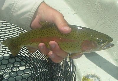 Green River Rainbows are as pretty as the river.